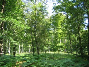 Forêt Atelier Lebouvier